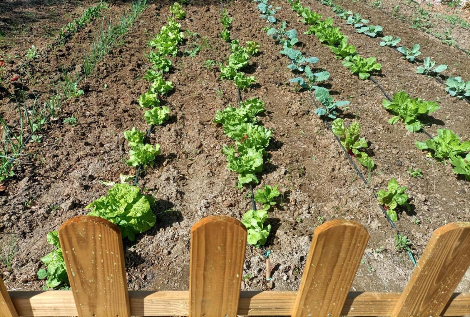 马拉加Tottam Art & Healthy Garden别墅 外观 照片